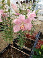 [4233 Pianella No01.JPG]